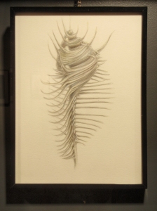 Murex, 2013. Pencil crayon on watercolour paper, 9" x 12".